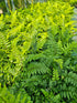 Polystichum makinoi 1.5-2 ltr