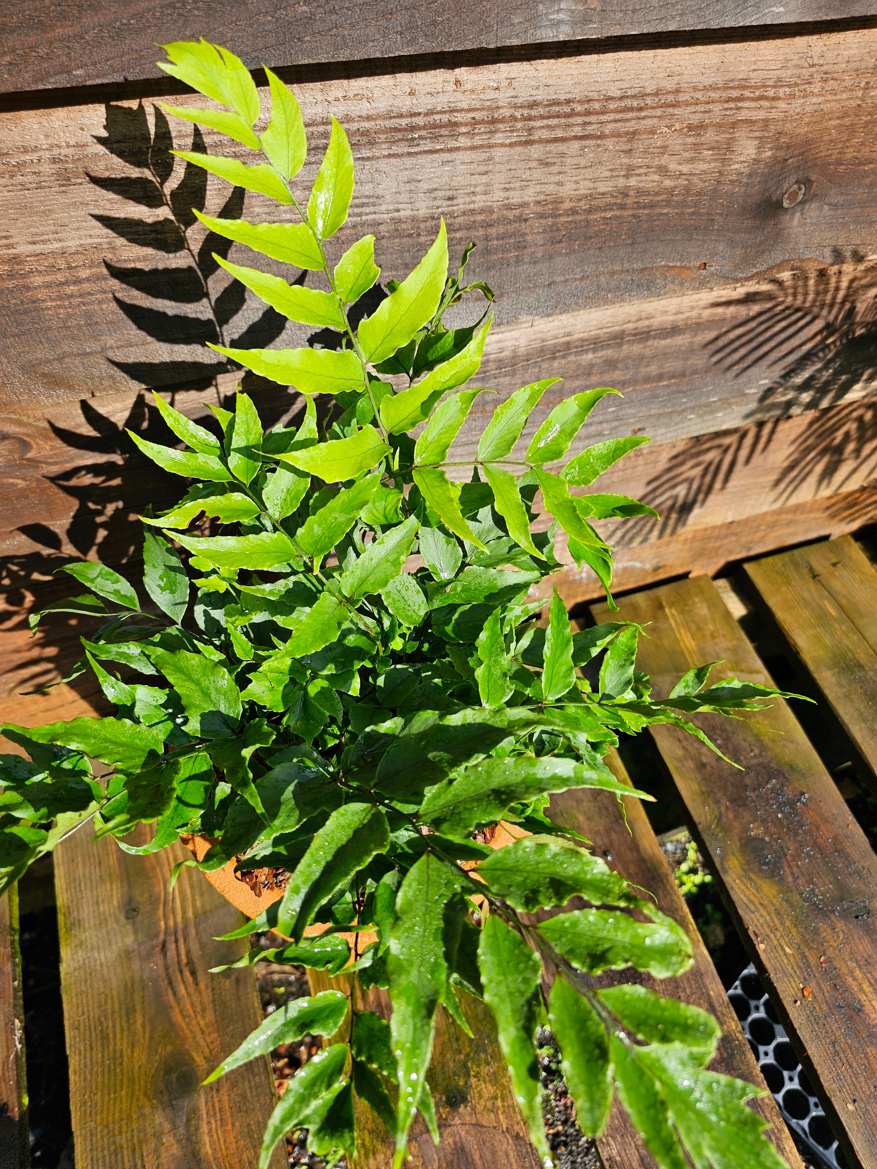 Cyrtomium fortunei var. clivicola 1.5-2 ltr