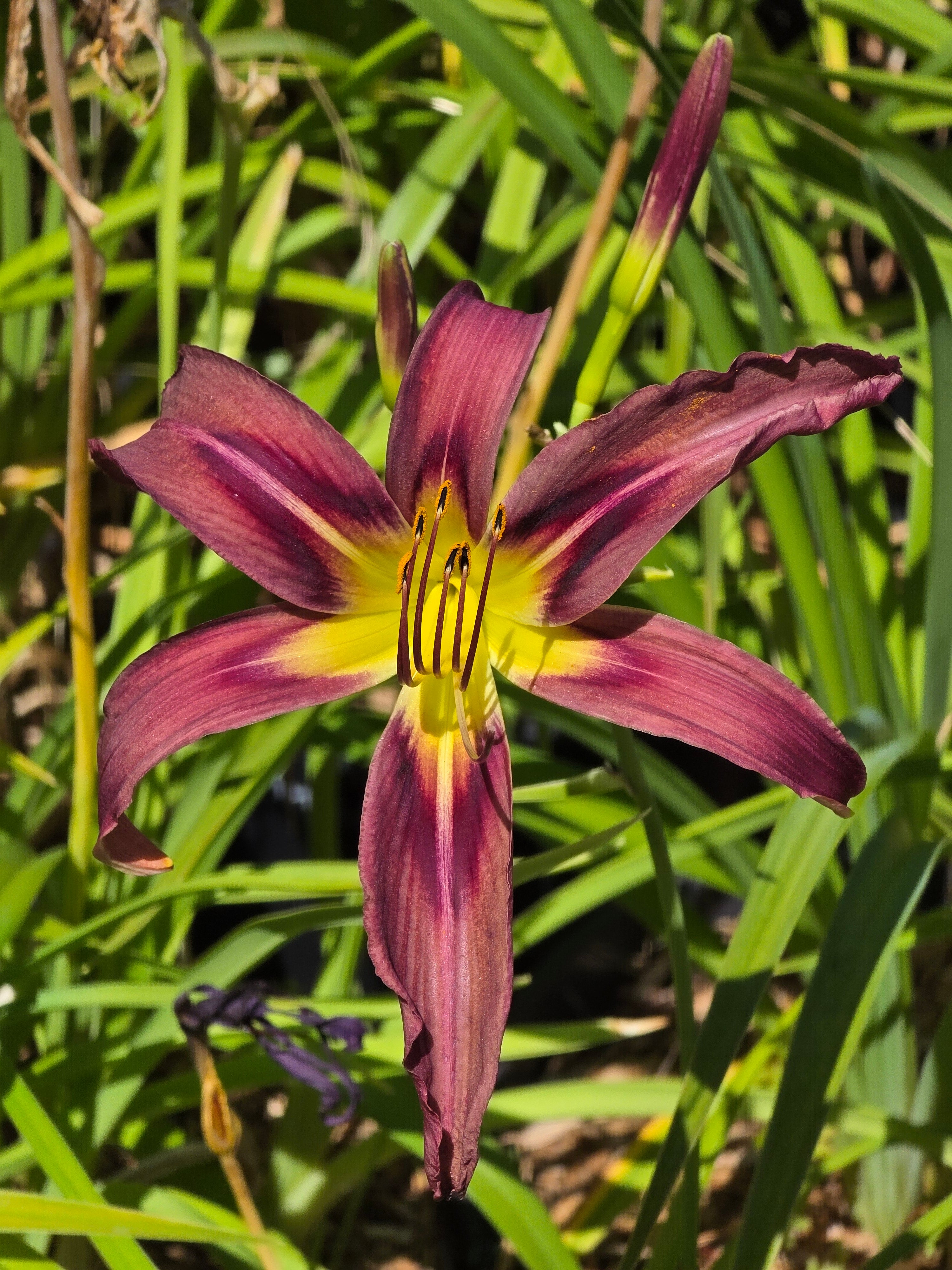 Hemerocallis 'Black Arrowhead'