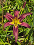 Hemerocallis 'Black Arrowhead'