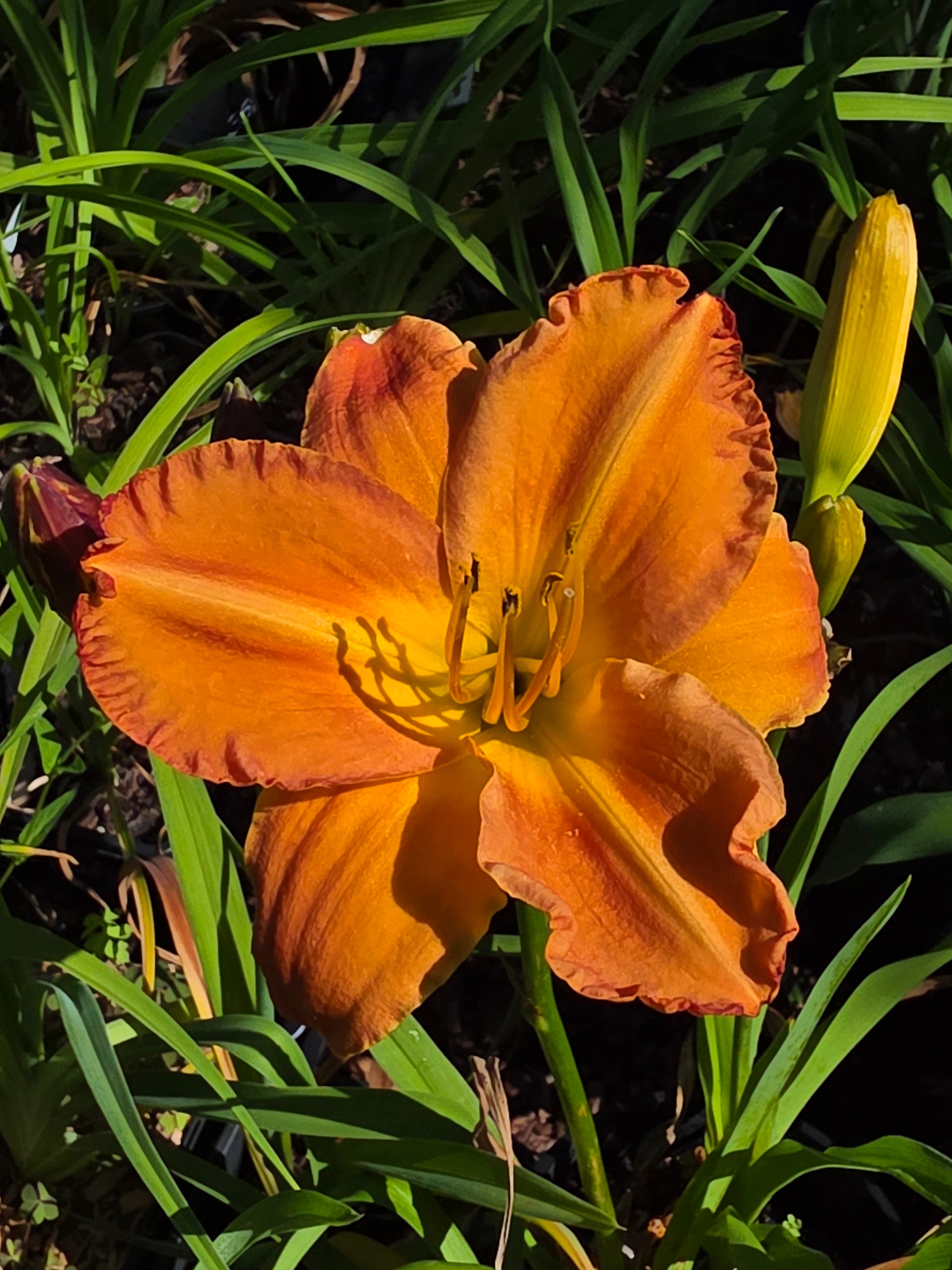 Hemerocallis 'Show Amber'