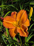 Hemerocallis 'Show Amber'