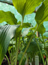Hosta 'Elvis Lives'