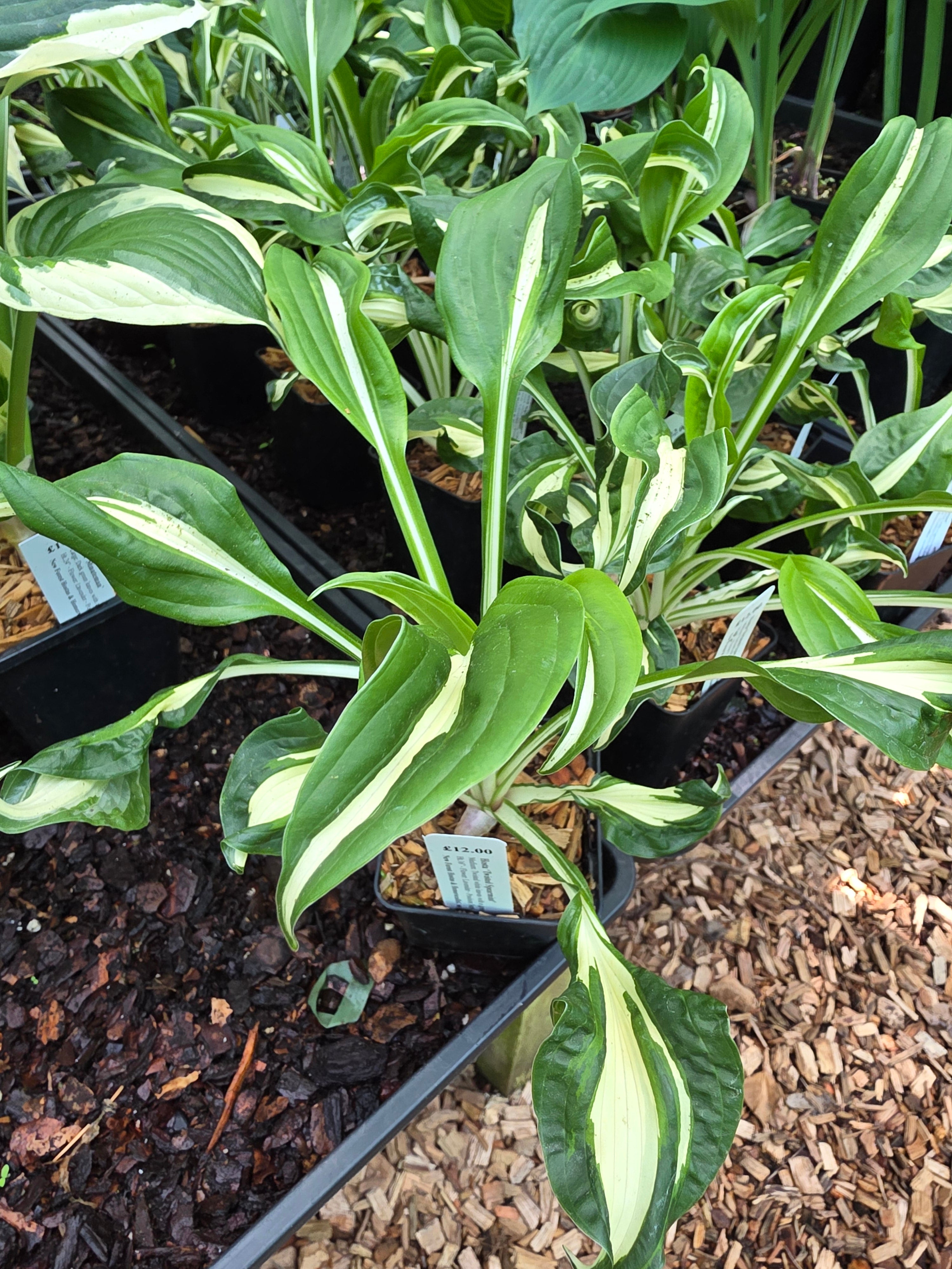 Hosta 'Twisted Spearmint'