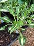 Hosta 'Twisted Spearmint'