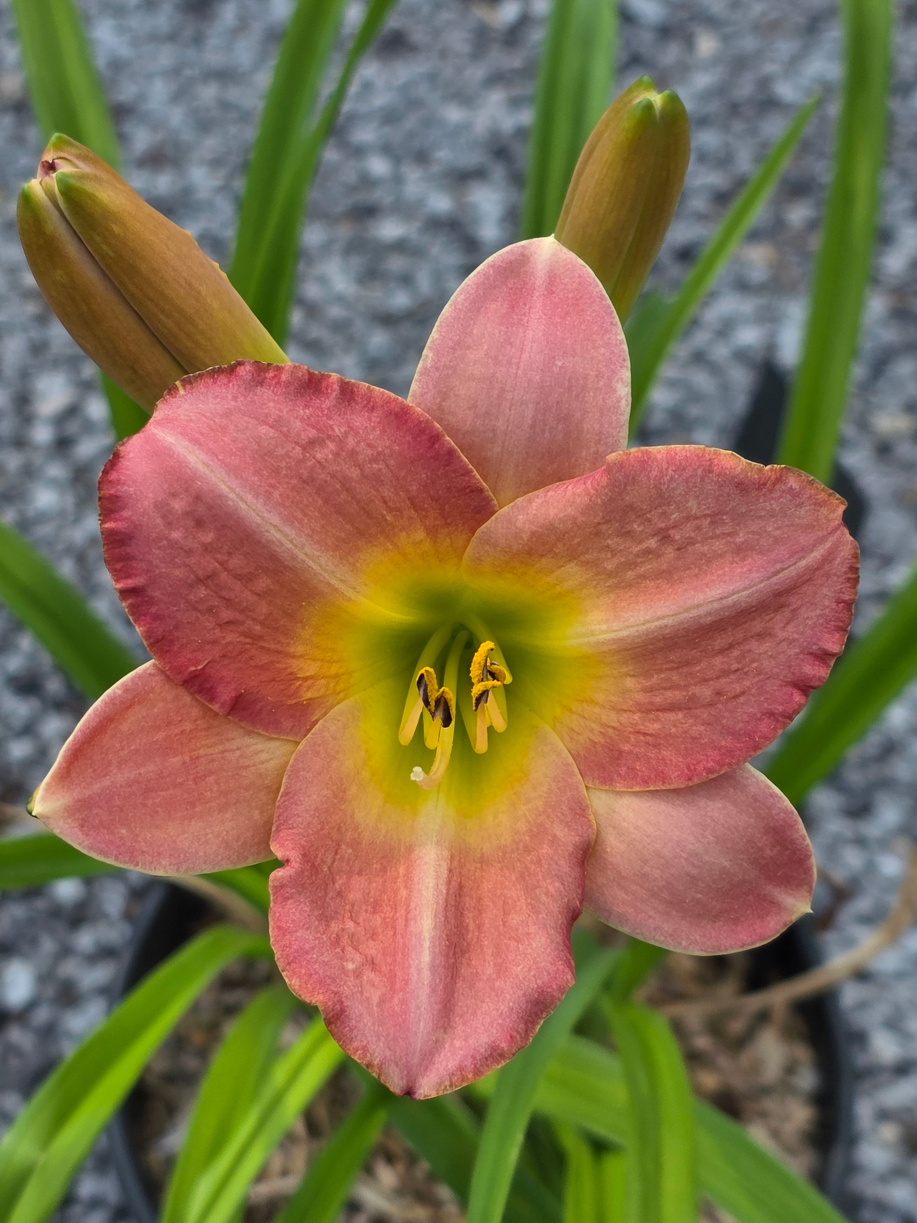Hemerocallis 'Wayside Green Imp'