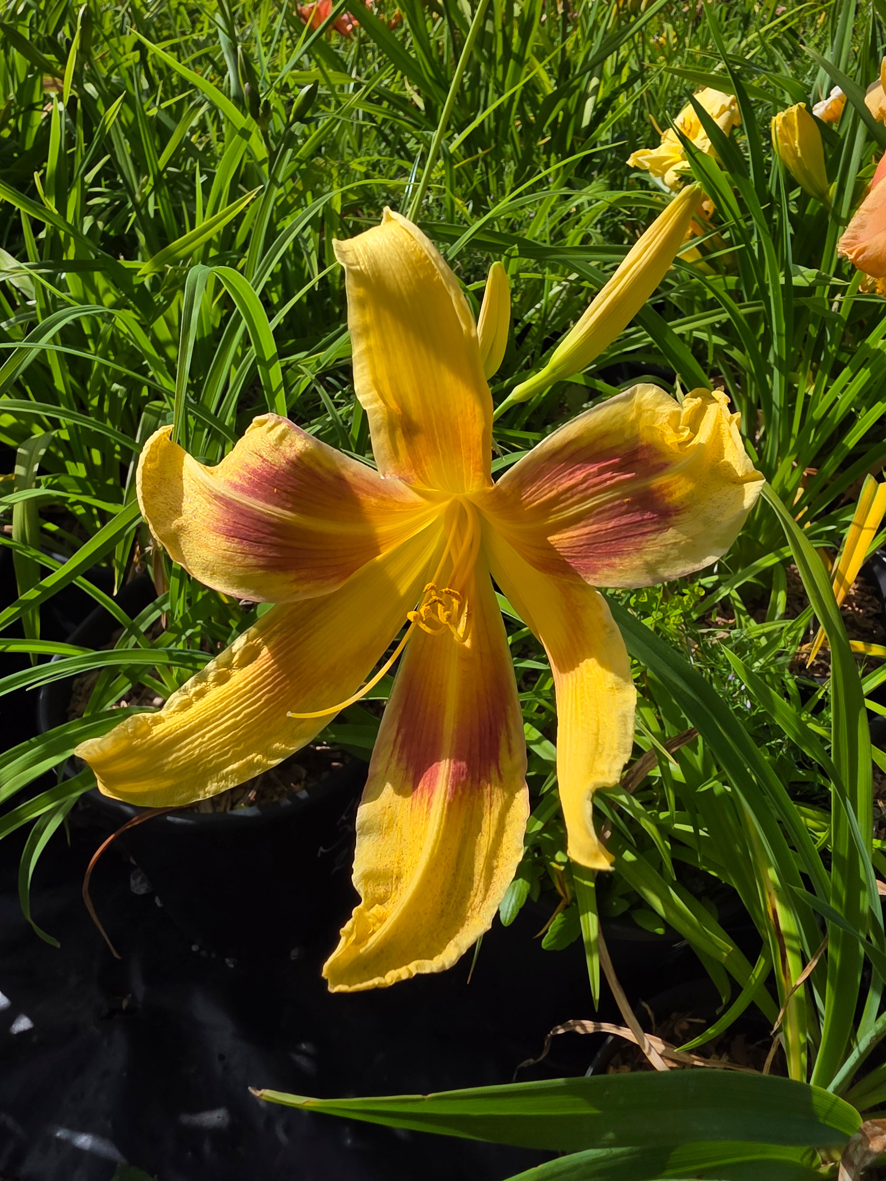 Hemerocallis 'Lady Neva'
