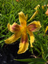 Hemerocallis 'Lady Neva'