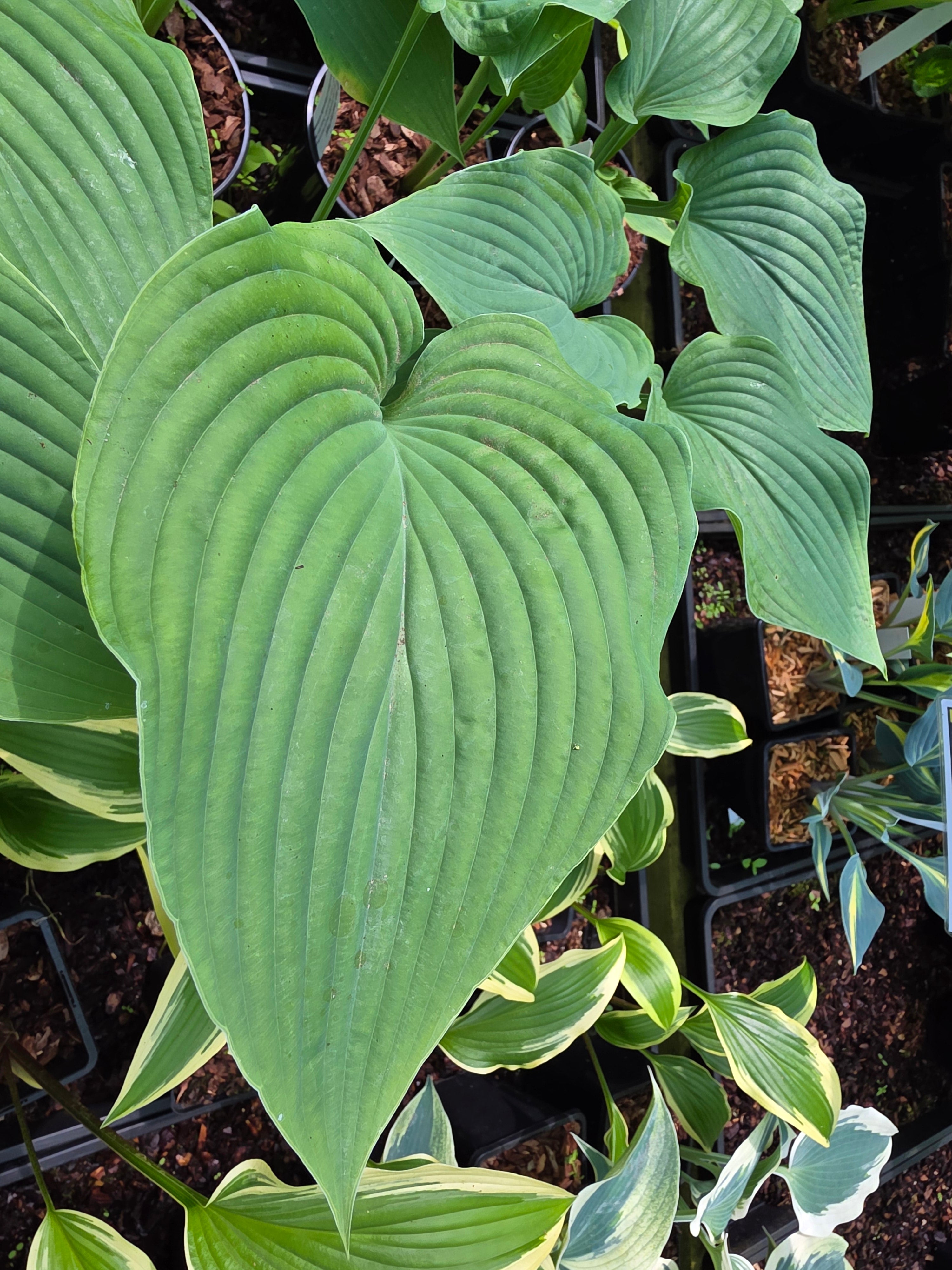 Hosta 'Frank Lloyd Wright'- Mature Eye / Specimen