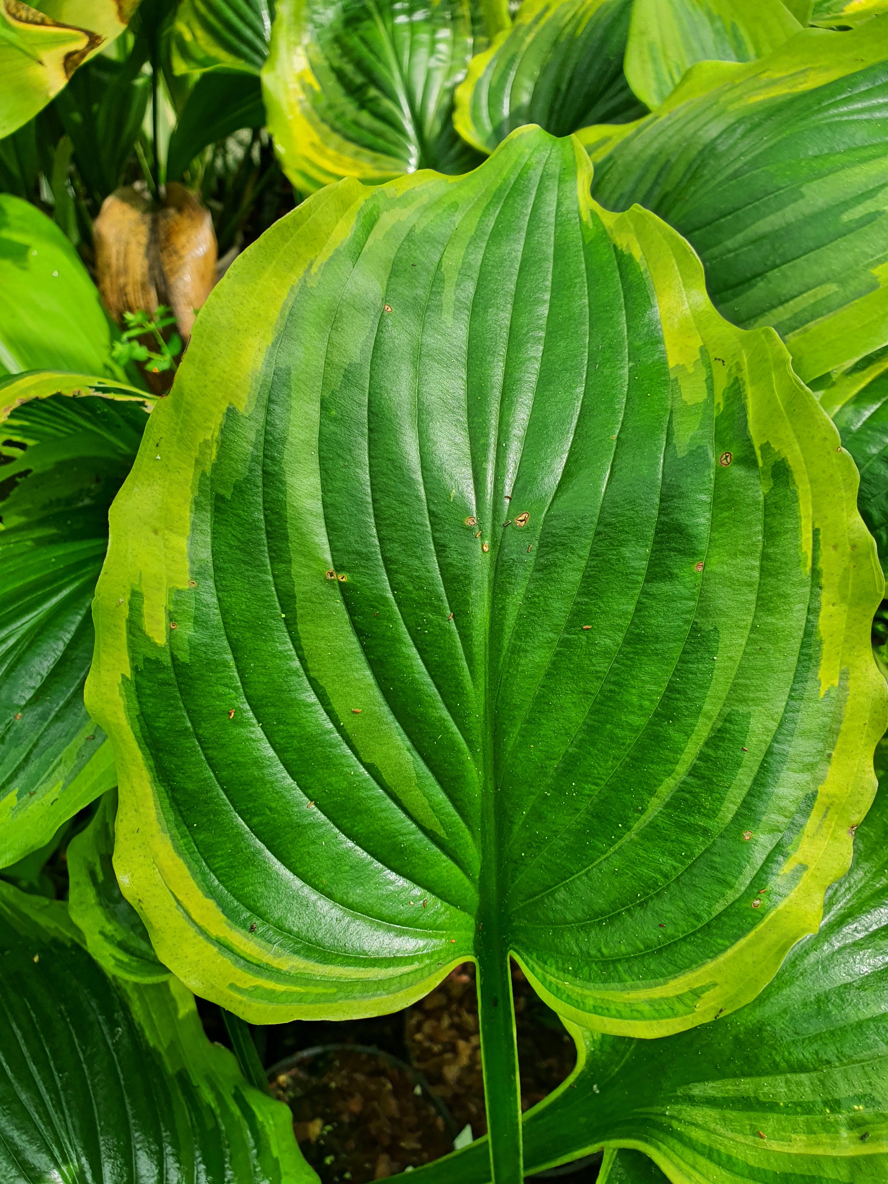 Hosta 'Seducer'