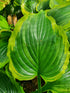 Hosta 'Seducer'