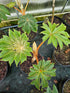 Tetrapanex papyrifer 'Rex' 10Ltr Collection Only.