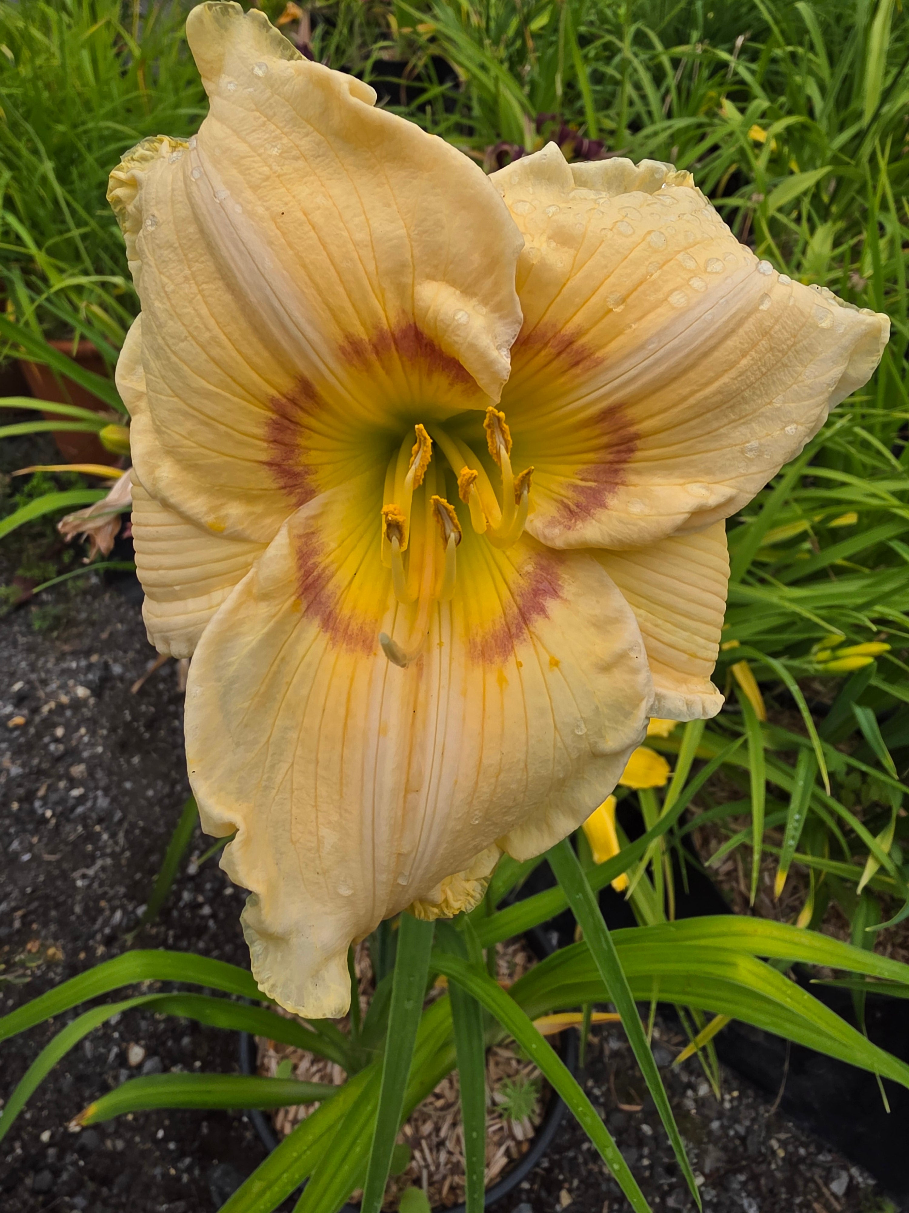 Hemerocallis 'High Energy'