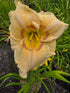 Hemerocallis 'High Energy'