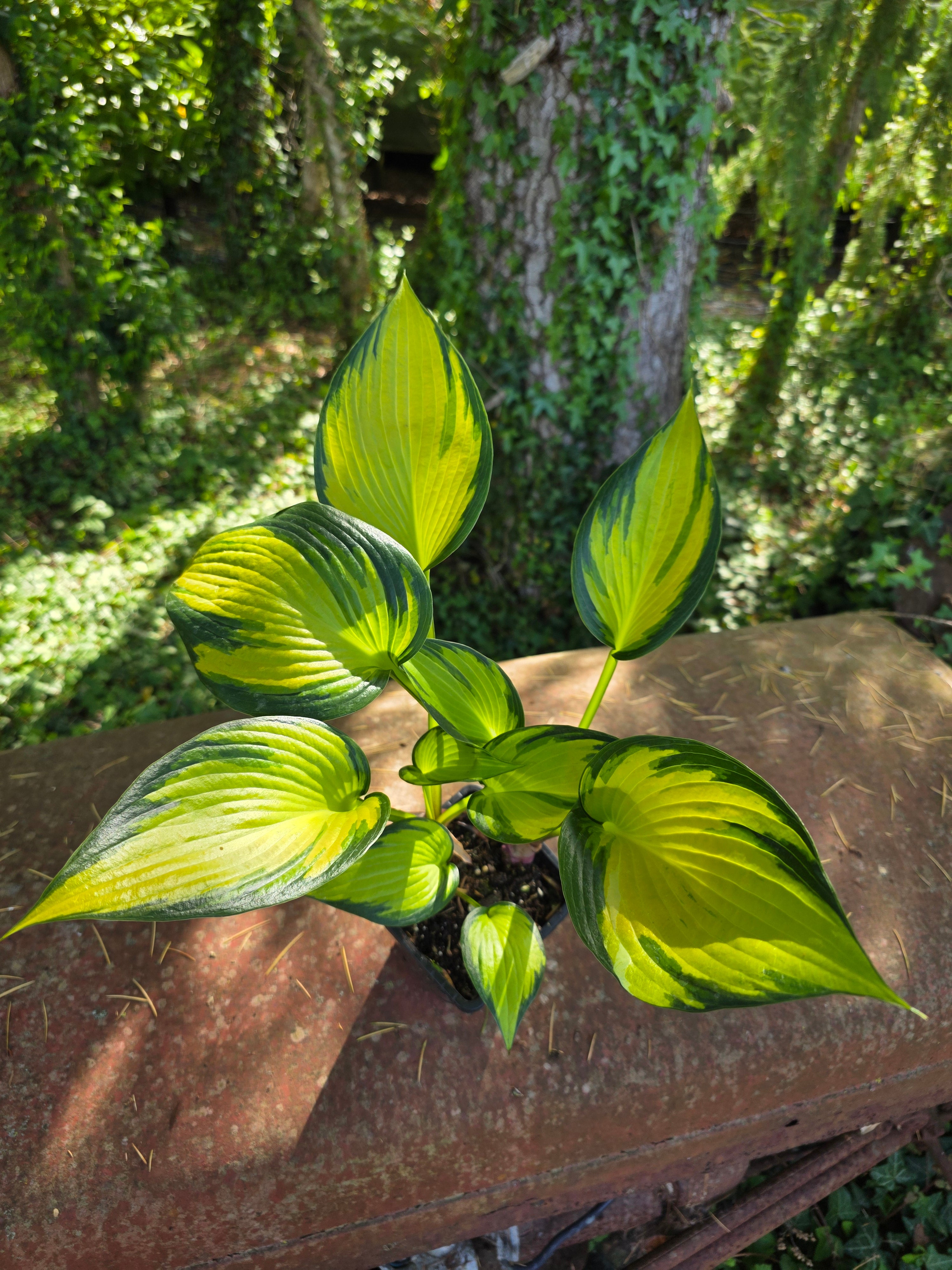 Hosta 'Orange Star'