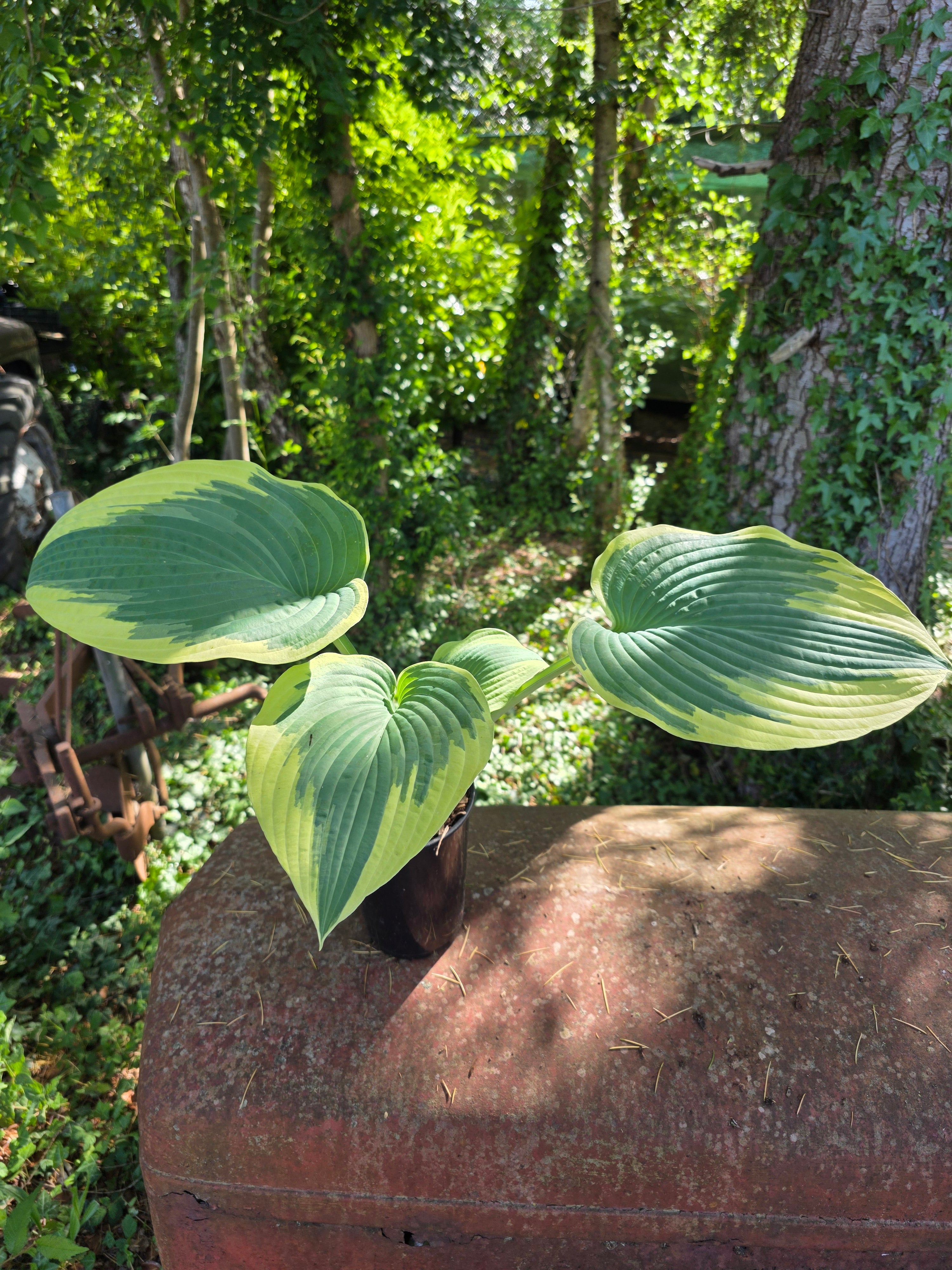 Hosta 'Robert Frost'