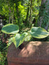 Hosta 'Robert Frost'