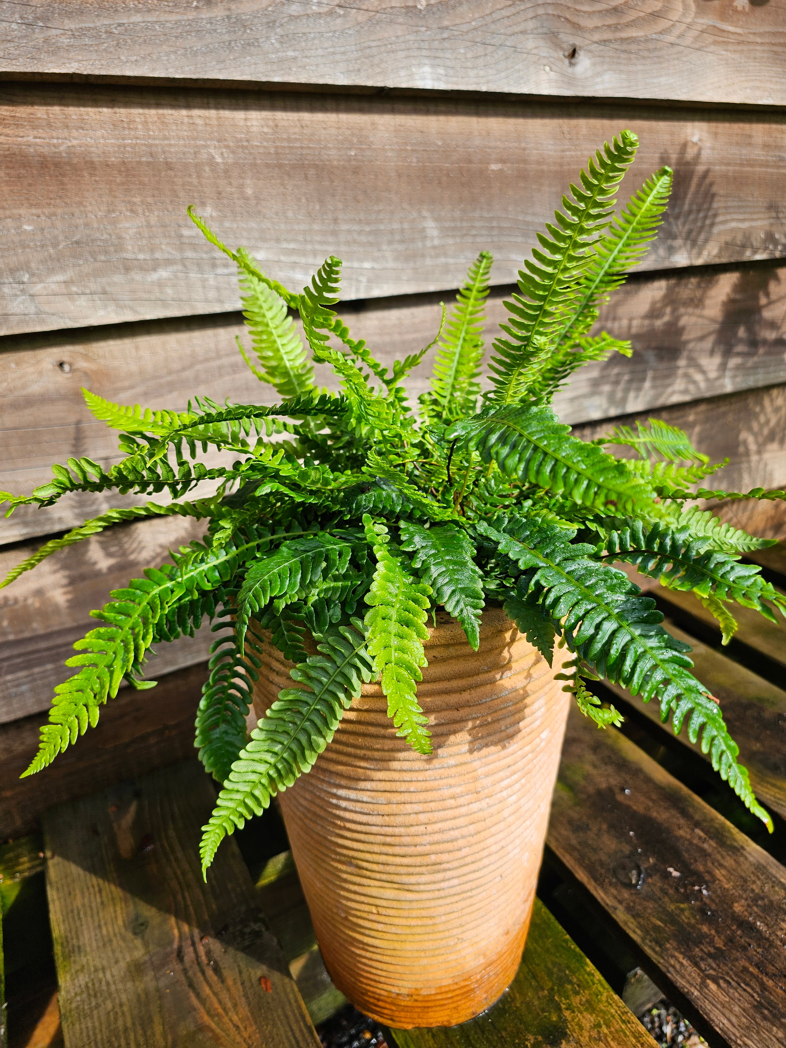 Blechnum spicant 1 ltr