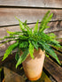 Blechnum spicant 1 ltr