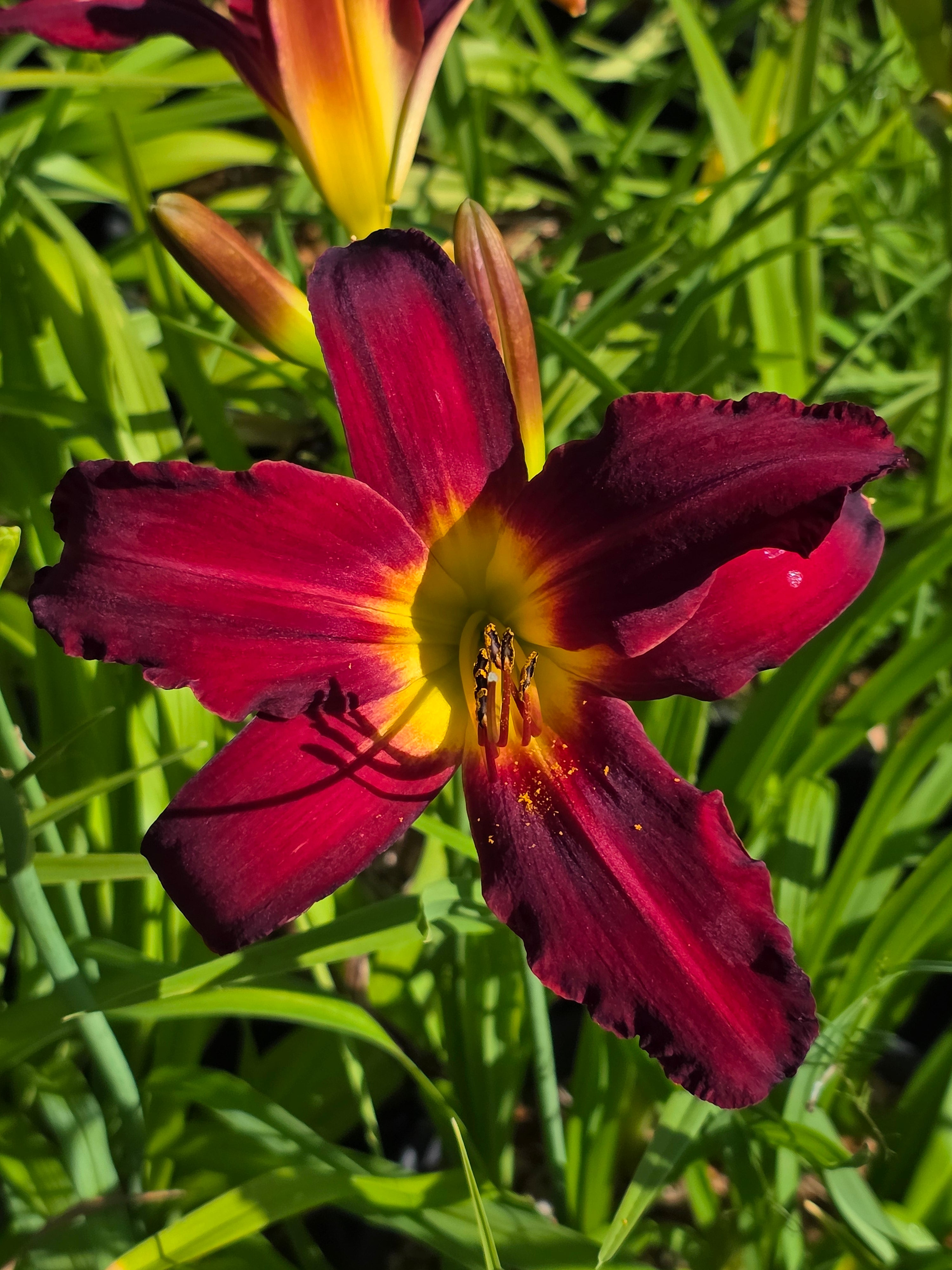 Hemerocallis 'Spiderman'