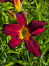 Hemerocallis 'Spiderman'