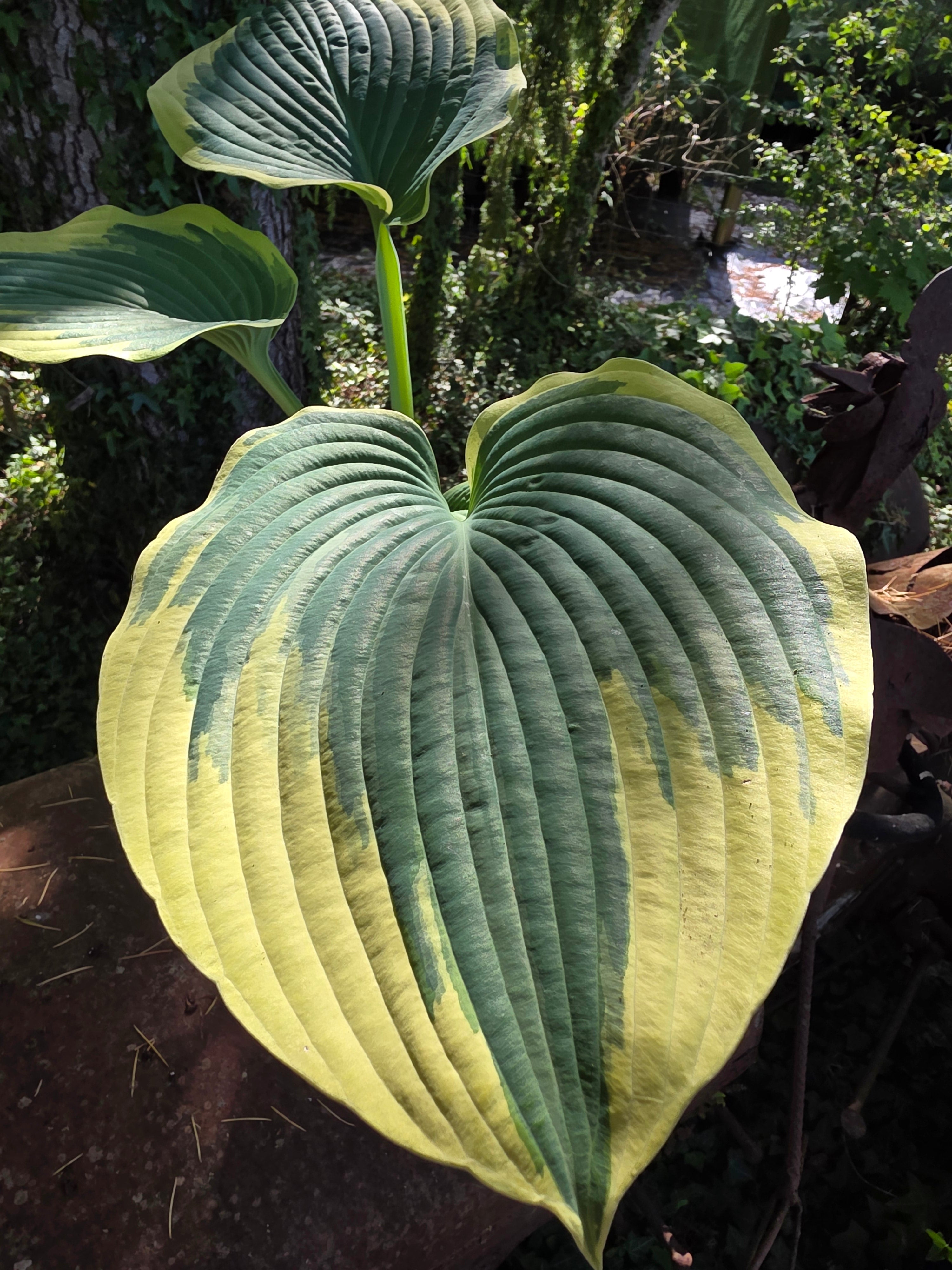 Hosta 'Robert Frost'