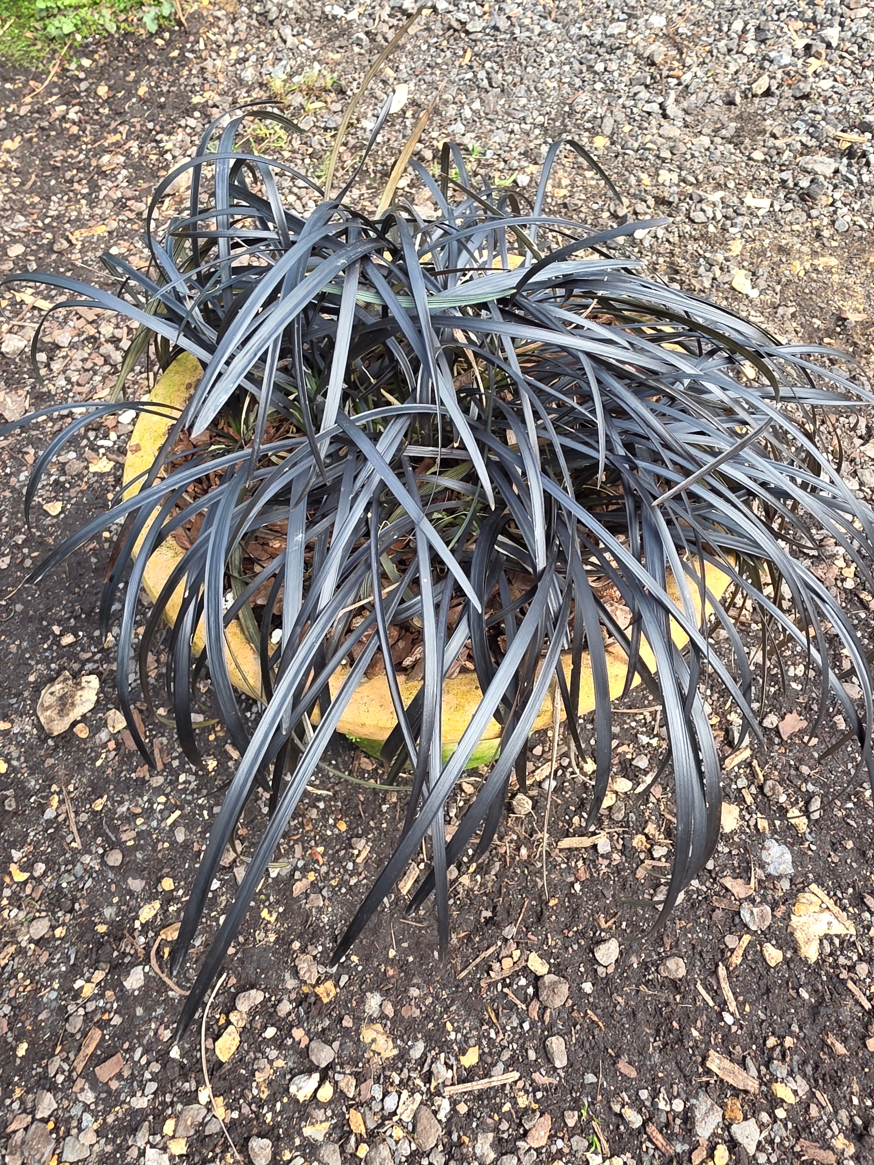 Ophiopogon planiscapus 'Nigrescens'