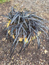 Ophiopogon planiscapus 'Nigrescens'