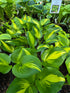 Hosta 'Center Of Attention'