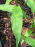 Hosta 'Lizard Lick'