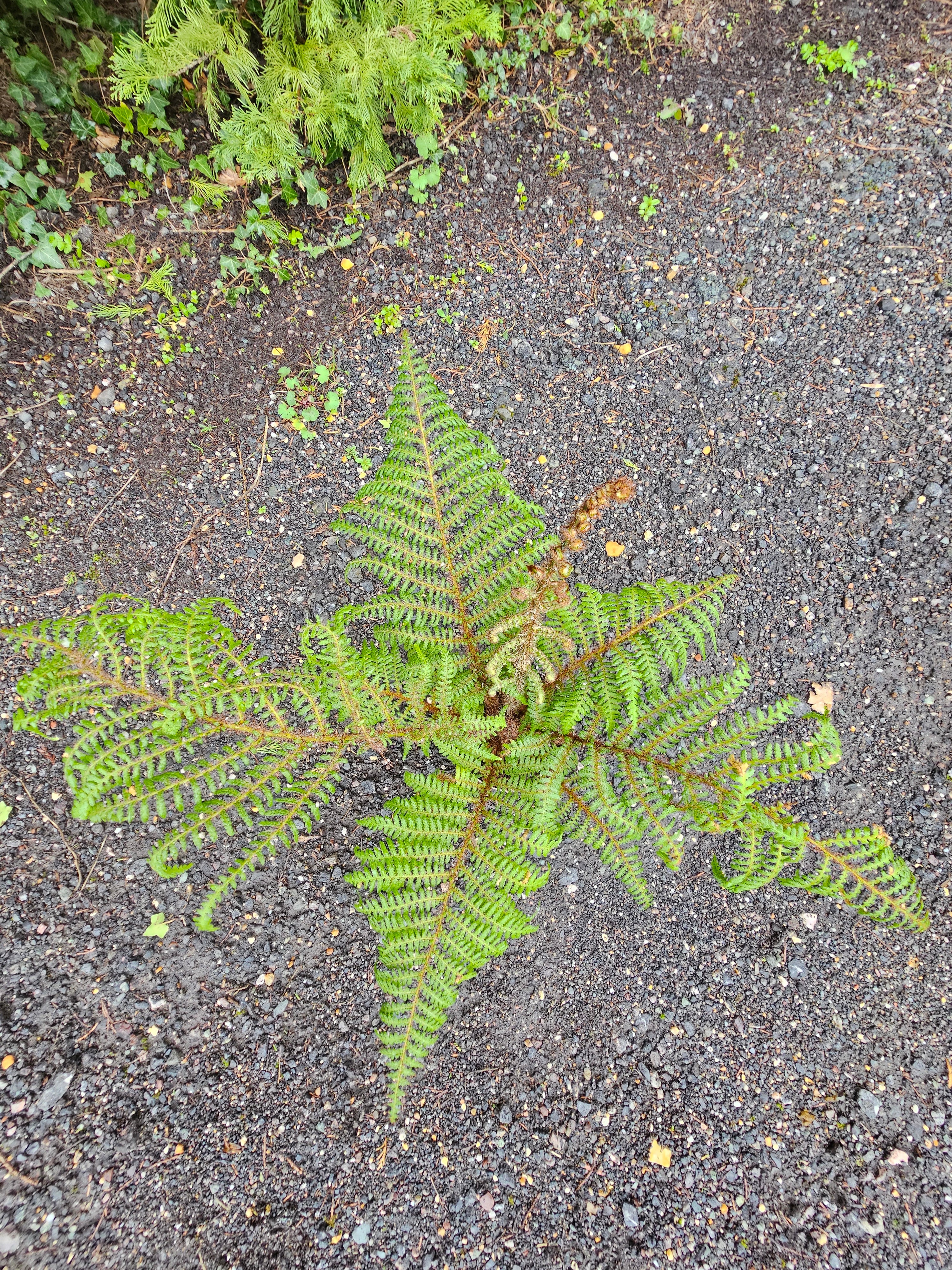 Cyathea tomentosissima 'Highland Lace'