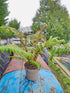 Cyathea tomentosissima 'Highland Lace'
