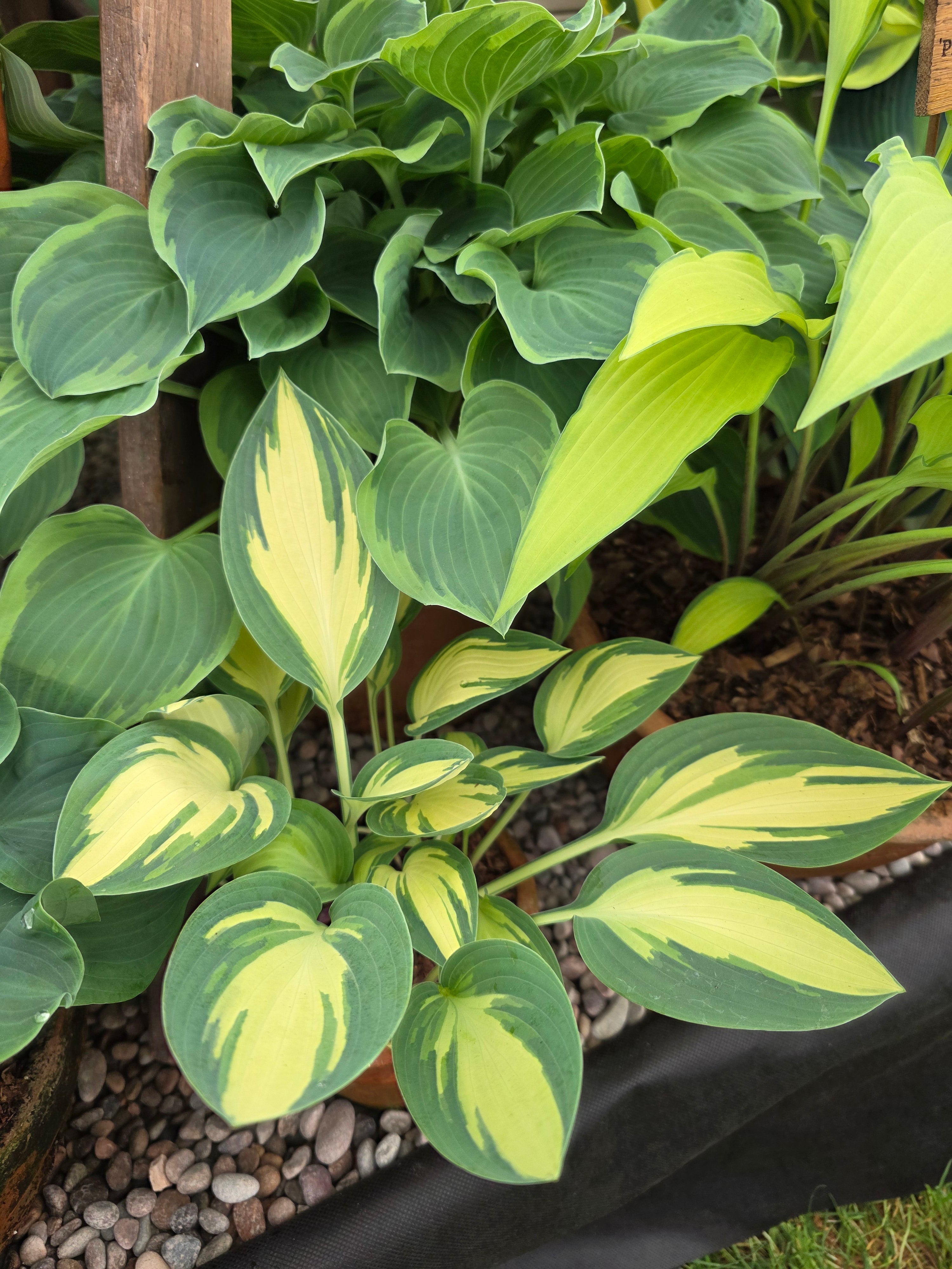 Hosta 'Moonstruck'