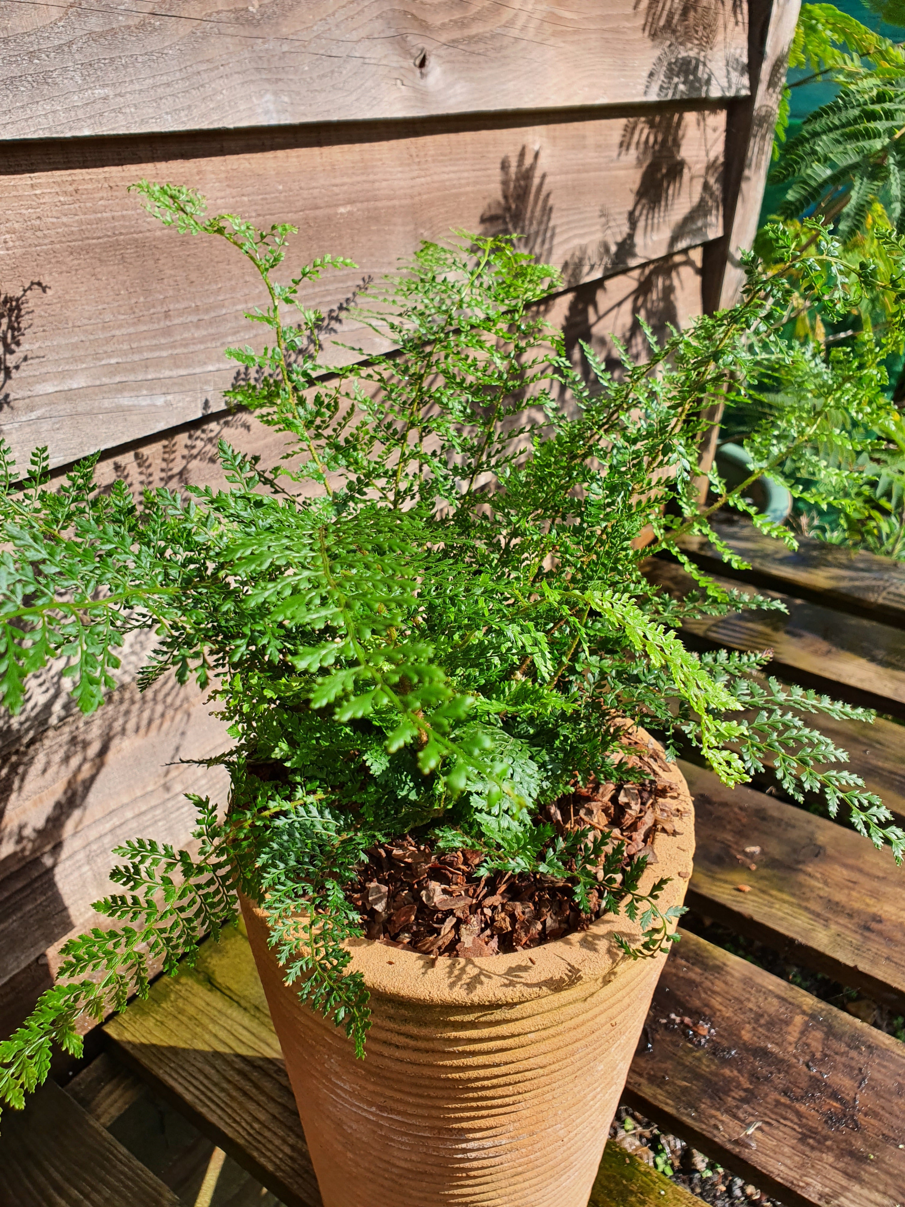 Polystichum setiferum 'Proliferum' 1.5-2 ltr