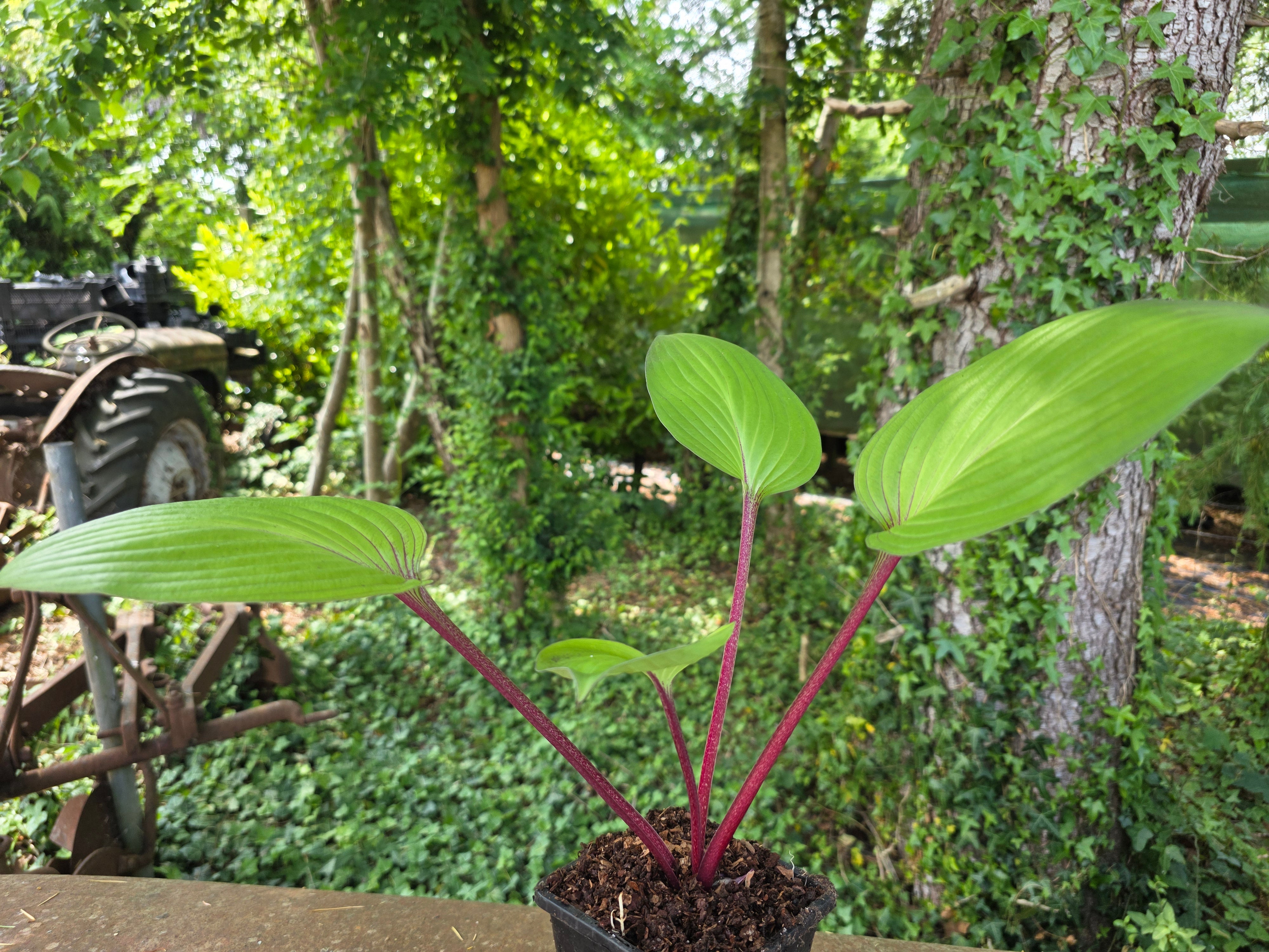 Hosta 'First Blush'