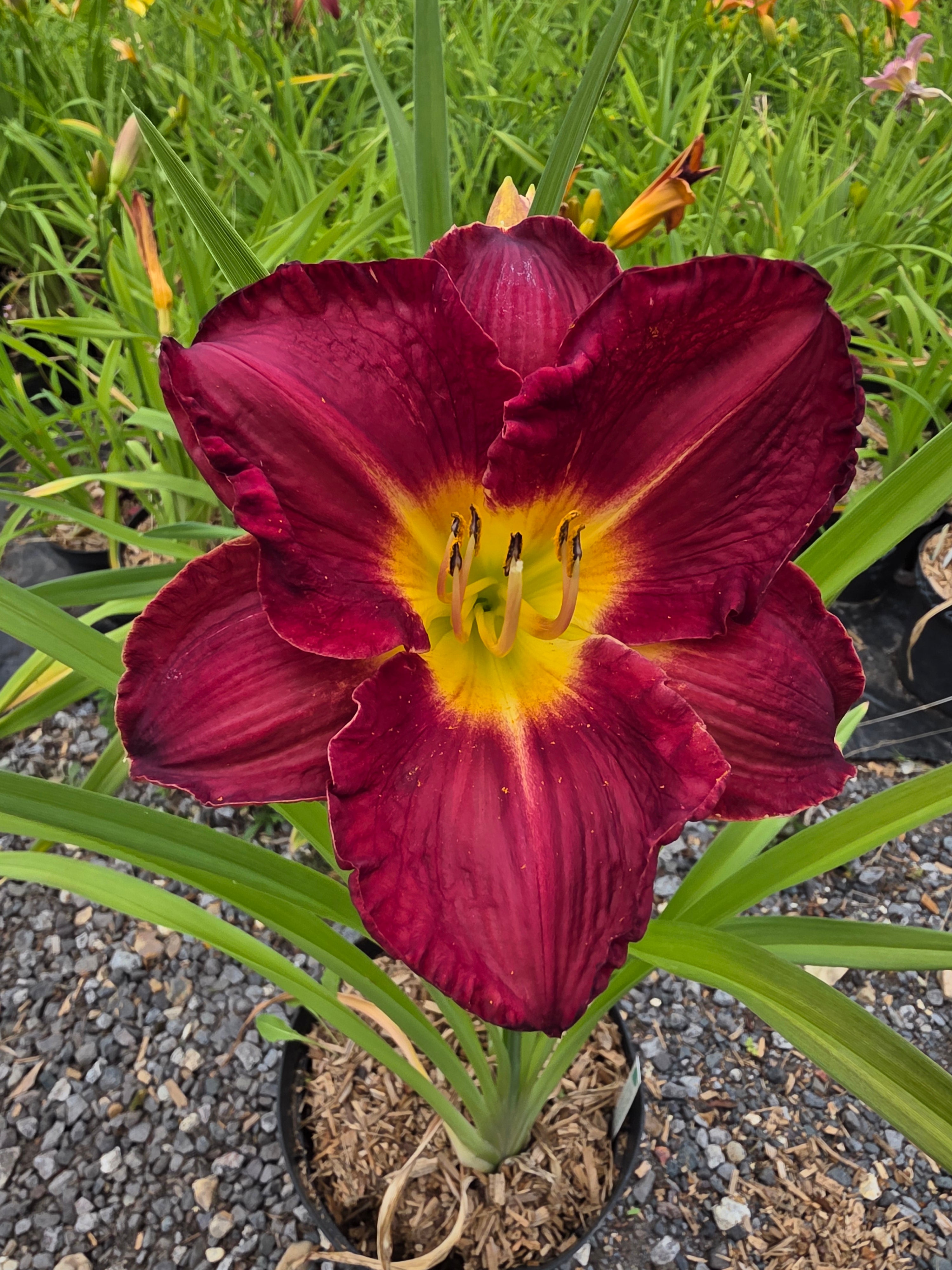 Hemerocallis 'American Revolution'