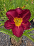 Hemerocallis 'American Revolution'