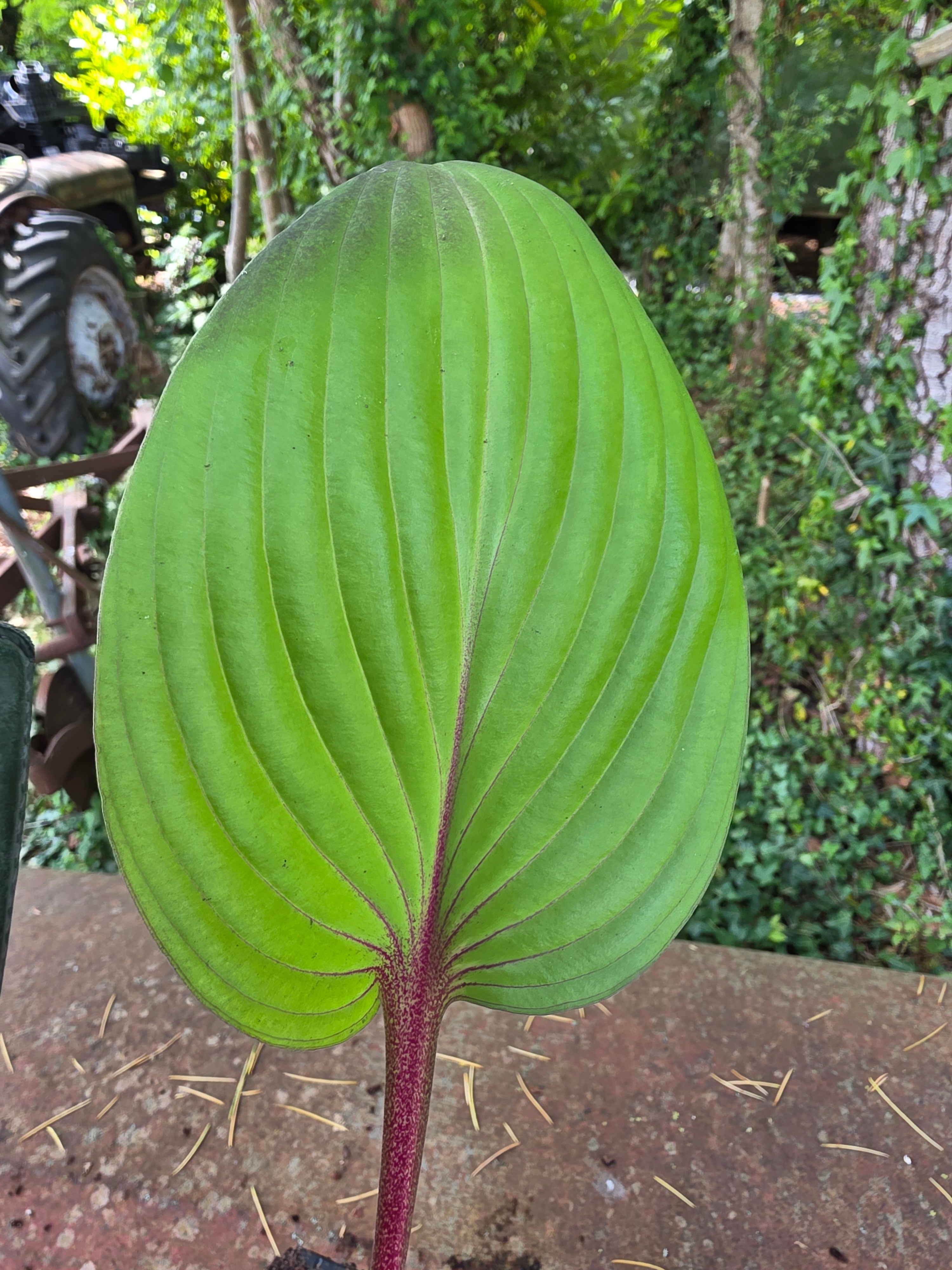Hosta 'First Blush'