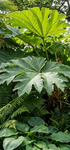 Tetrapanex papyrifer 'Rex' 10Ltr Collection Only.