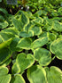 Hosta 'Hi-Class'