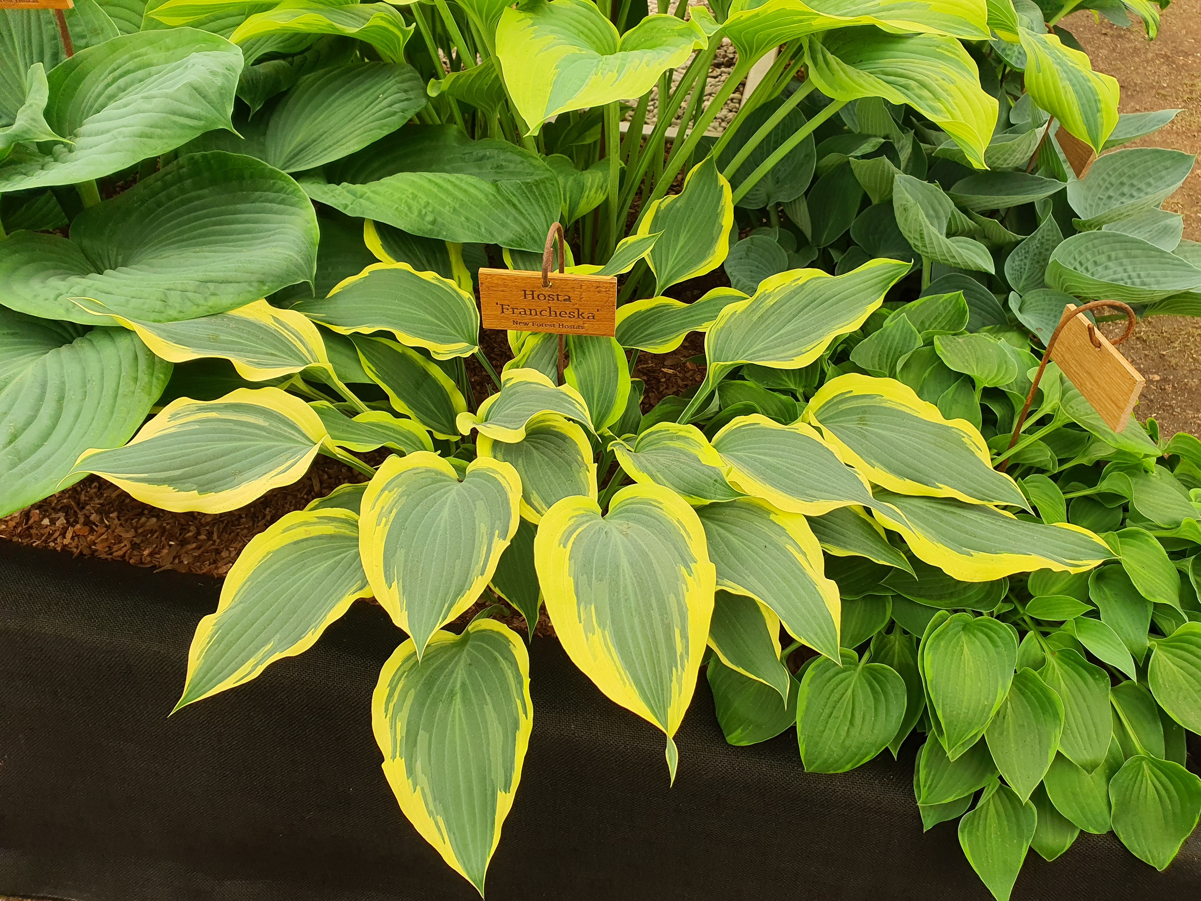 Hosta 'Francheska'