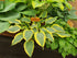 Hosta 'Francheska'