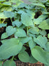 Hosta 'Blue Cadet'