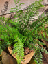 Polystichum setiferum 'Proliferum' 1.5-2 ltr
