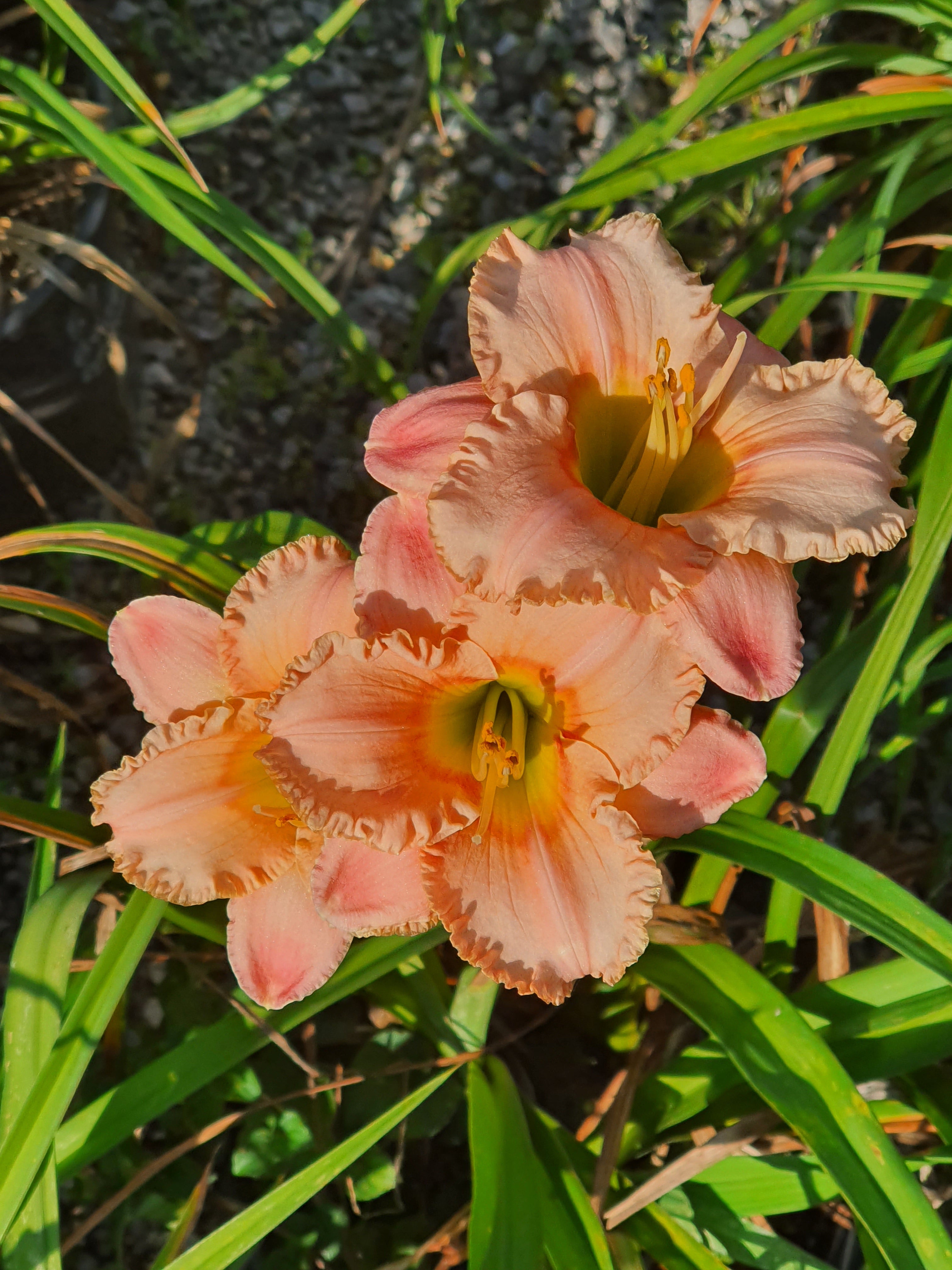 Hemerocallis 'Elegant Candy'