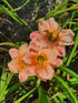 Hemerocallis 'Elegant Candy'