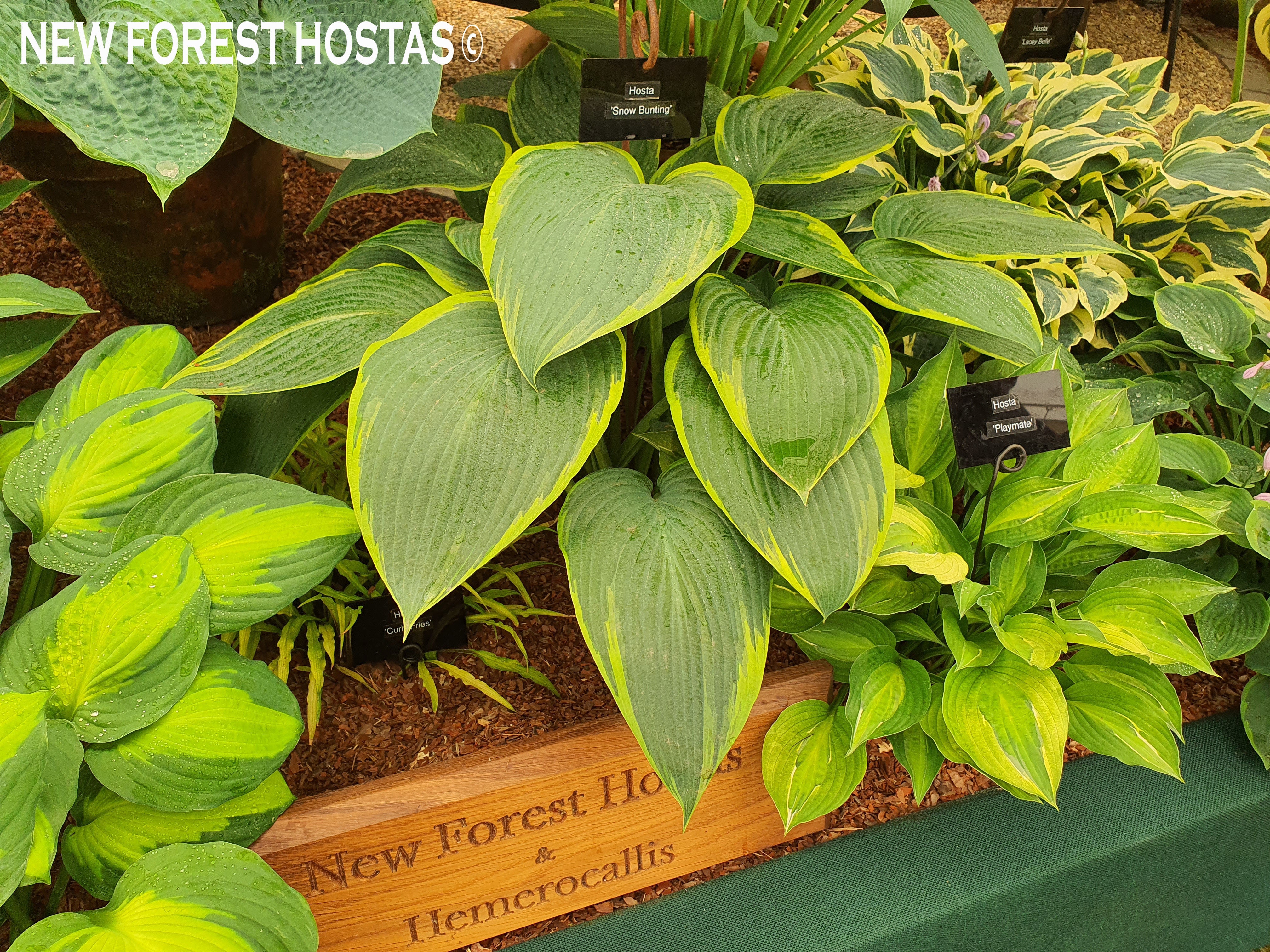 Hosta 'Snow Bunting' - New Forest Hostas & Hemerocallis