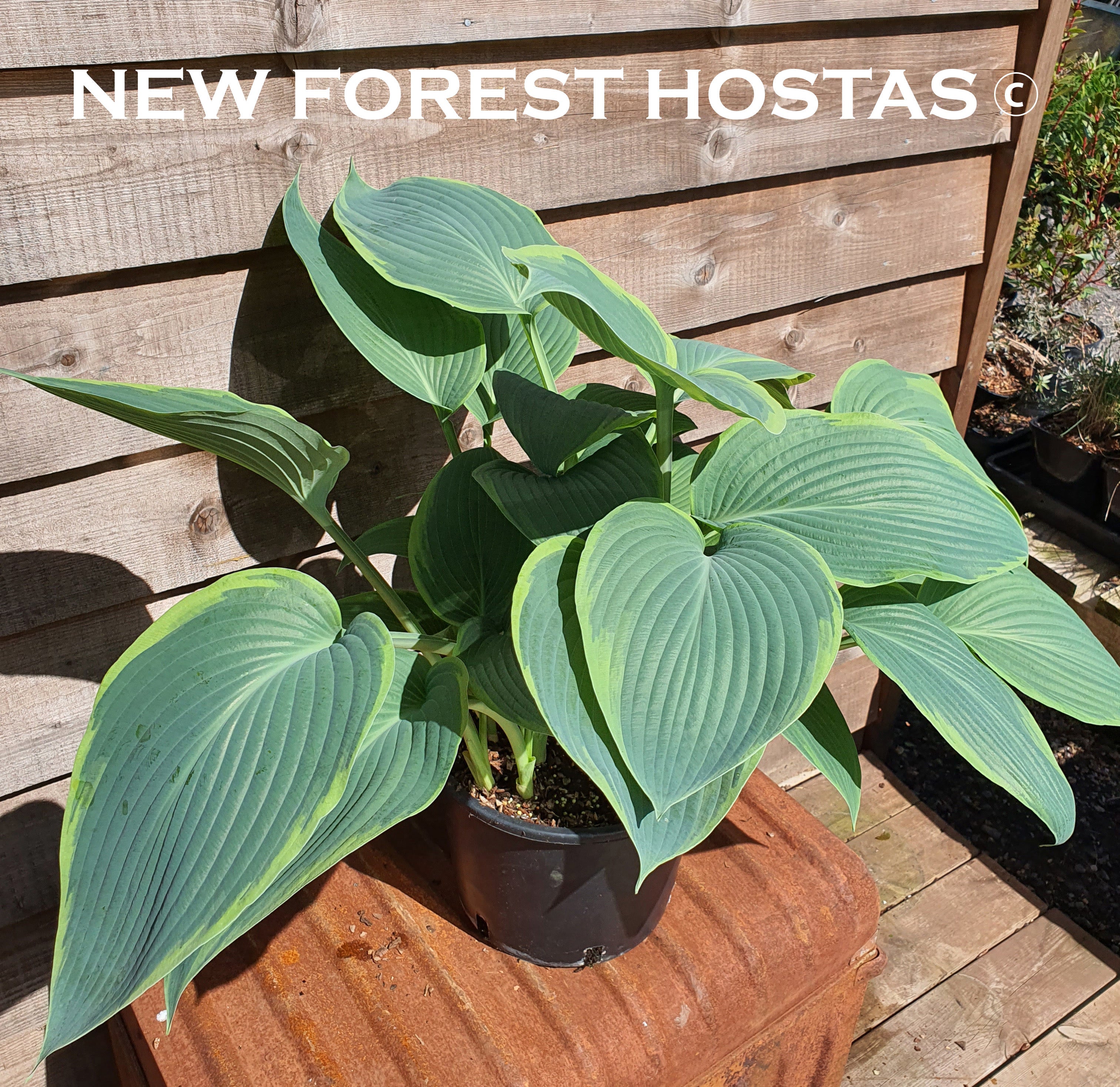 Hosta 'Snow Bunting' - New Forest Hostas & Hemerocallis