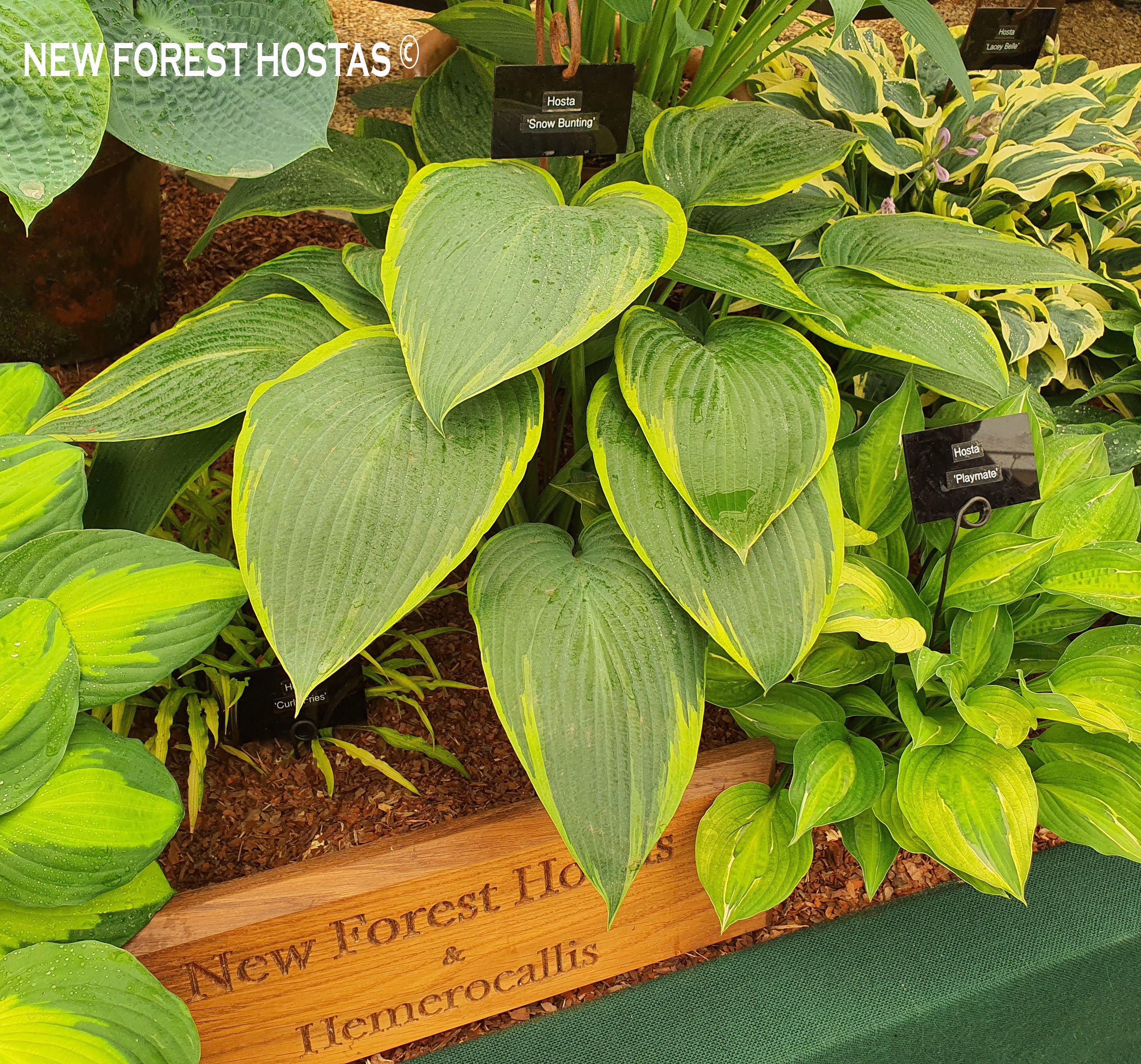 Hosta 'Snow Bunting' - New Forest Hostas & Hemerocallis