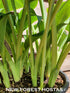 Hosta 'Snow Bunting' - New Forest Hostas & Hemerocallis
